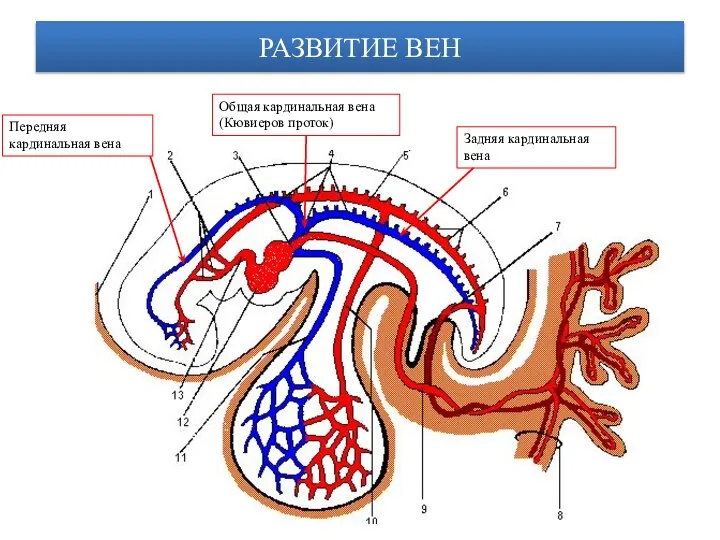 РАЗВИТИЕ ВЕН Передняя кардинальная вена Задняя кардинальная вена Общая кардинальная вена (Кювиеров проток)