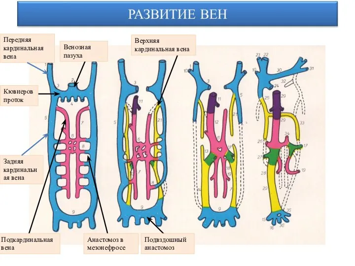 Передняя кардинальная вена Задняя кардинальная вена Кювиеров проток Венозная пазуха Подкардинальная вена