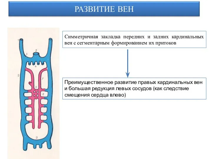 Симметричная закладка передних и задних кардинальных вен с сегментарным формированием их притоков