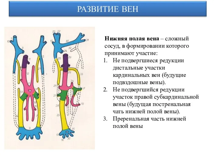 Нижняя полая вена – сложный сосуд, в формировании которого принимают участие: Не