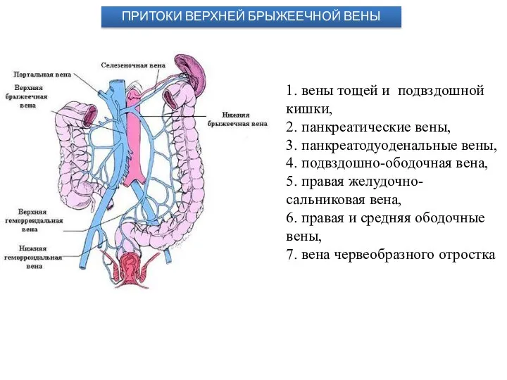 1. вены тощей и подвздошной кишки, 2. панкреатические вены, 3. панкреатодуоденальные вены,