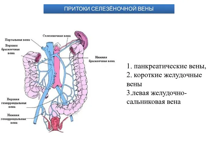 1. панкреатические вены, 2. короткие желудочные вены 3.левая желудочно-сальниковая вена ПРИТОКИ СЕЛЕЗЁНОЧНОЙ ВЕНЫ