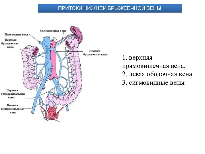 1. верхняя прямокишечная вена, 2. левая ободочная вена 3. сигмовидные вены ПРИТОКИ НИЖНЕЙ БРЫЖЕЕЧНОЙ ВЕНЫ