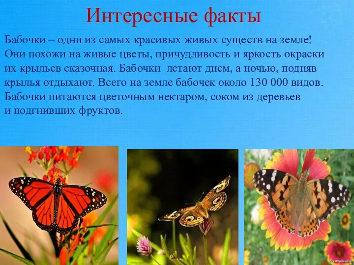 Интересные факты Бабочки – одни из самых красивых живых существ на земле!