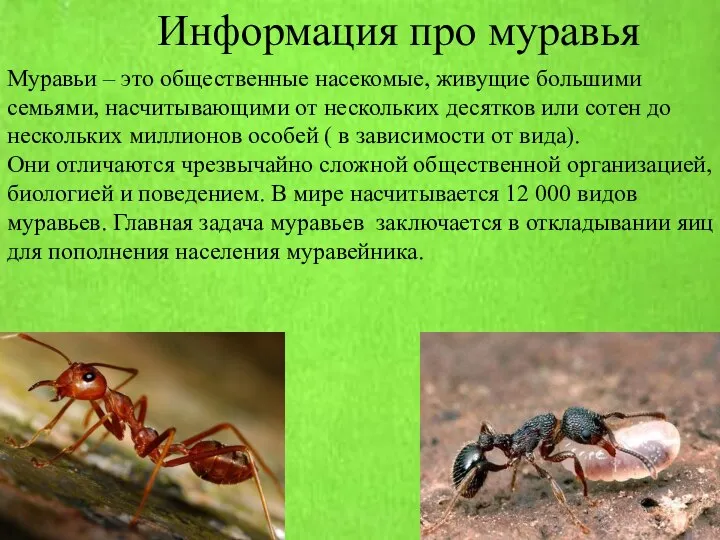 Информация про муравья Муравьи – это общественные насекомые, живущие большими семьями, насчитывающими