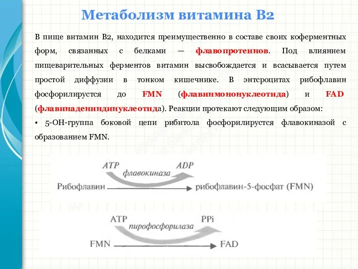 Южный федеральный университет Кафедра биохимии и микробиологии Метаболизм витамина В2 В пище