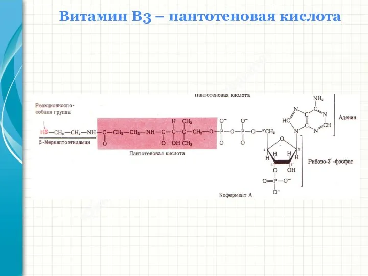 Южный федеральный университет Кафедра биохимии и микробиологии Витамин В3 – пантотеновая кислота