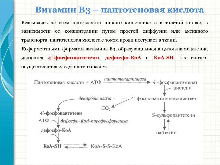 Южный федеральный университет Кафедра биохимии и микробиологии Витамин В3 – пантотеновая кислота