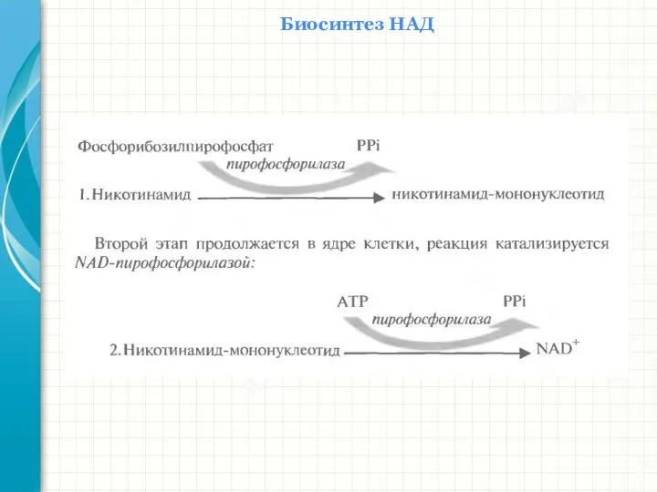 Южный федеральный университет Кафедра биохимии и микробиологии Биосинтез НАД