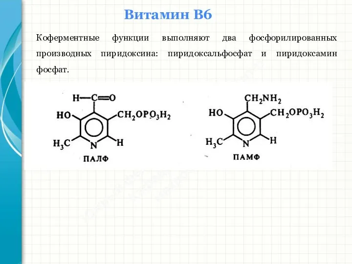 Южный федеральный университет Кафедра биохимии и микробиологии Витамин В6 Коферментные функции выполняют