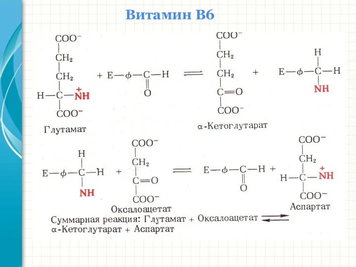 Южный федеральный университет Кафедра биохимии и микробиологии Витамин В6