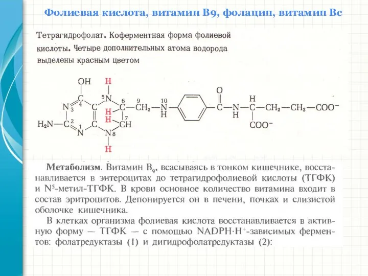 Южный федеральный университет Кафедра биохимии и микробиологии Фолиевая кислота, витамин В9, фолацин, витамин Вс