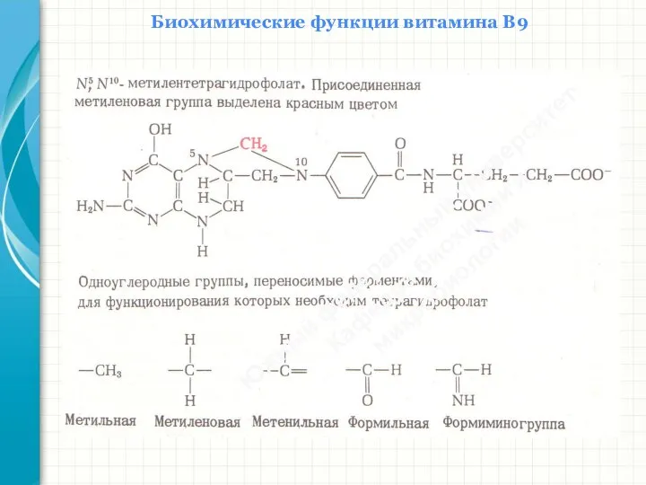 Биохимические функции витамина В9 Южный федеральный университет Кафедра биохимии и микробиологии