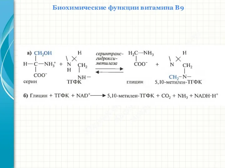 Южный федеральный университет Кафедра биохимии и микробиологии Биохимические функции витамина В9