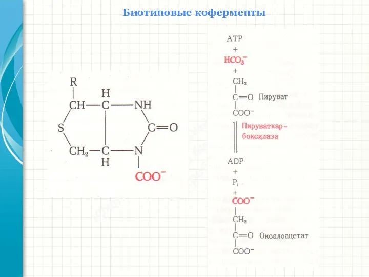 Южный федеральный университет Кафедра биохимии и микробиологии Биотиновые коферменты