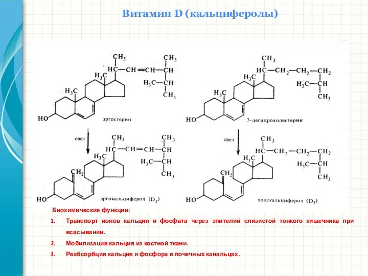 Южный федеральный университет Кафедра биохимии и микробиологии Витамин D (кальциферолы)