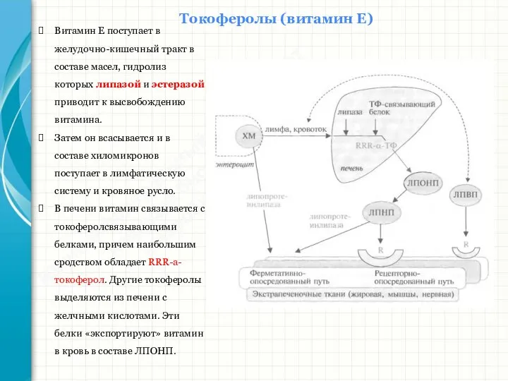 Южный федеральный университет Кафедра биохимии и микробиологии Токоферолы (витамин Е) Витамин Е