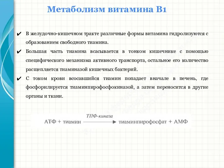 Южный федеральный университет Кафедра биохимии и микробиологии Метаболизм витамина В1 В желудочно-кишечном