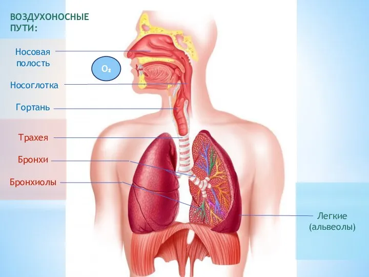 ВОЗДУХОНОСНЫЕ ПУТИ: Носовая полость Носоглотка Гортань Трахея Бронхи Бронхиолы Легкие (альвеолы) O₂