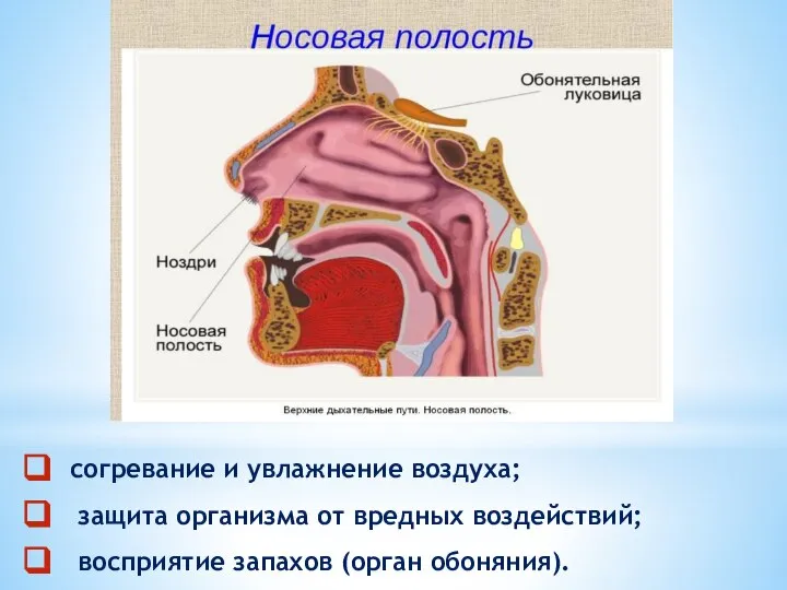 согревание и увлажнение воздуха; защита организма от вредных воздействий; восприятие запахов (орган обоняния).