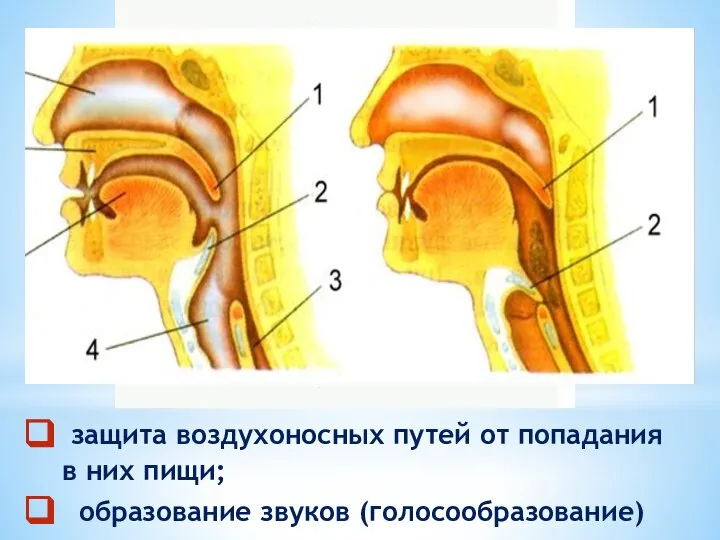 защита воздухоносных путей от попадания в них пищи; образование звуков (голосообразование)