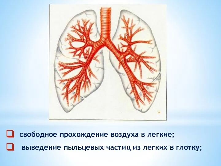 свободное прохождение воздуха в легкие; выведение пыльцевых частиц из легких в глотку;