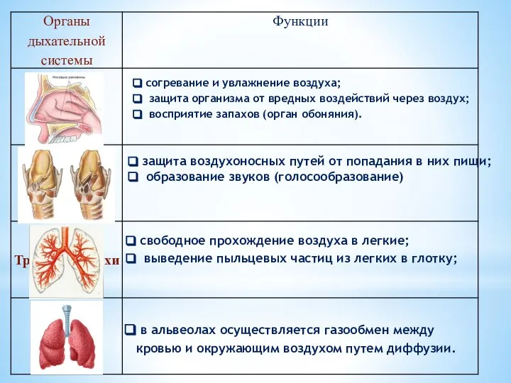 согревание и увлажнение воздуха; защита организма от вредных воздействий через воздух; восприятие