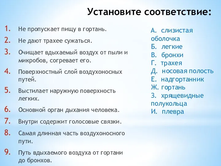 Установите соответствие: А. слизистая оболочка Б. легкие В. бронхи Г. трахея Д.