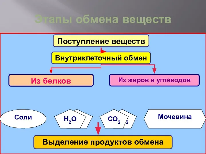 Этапы обмена веществ Н2О СО2 Мочевина Соли Поступление веществ Н2О СО2