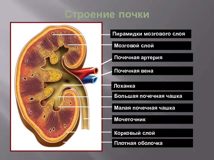 Строение почки