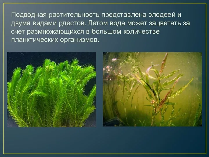 Подводная растительность представлена элодеей и двумя видами рдестов. Летом вода может зацветать