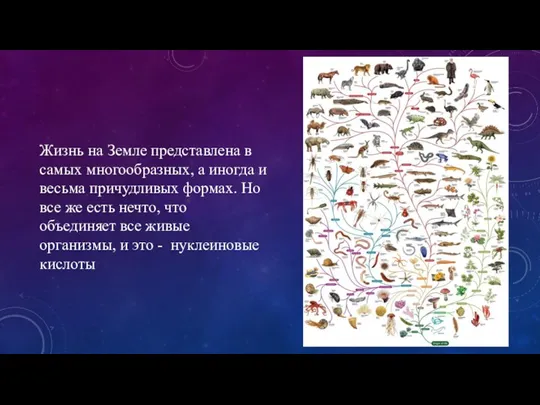 Жизнь на Земле представлена в самых многообразных, а иногда и весьма причудливых