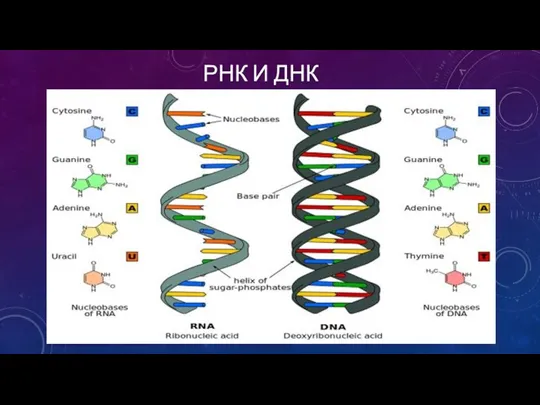 РНК И ДНК