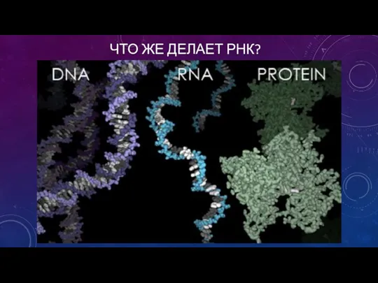 ЧТО ЖЕ ДЕЛАЕТ РНК?