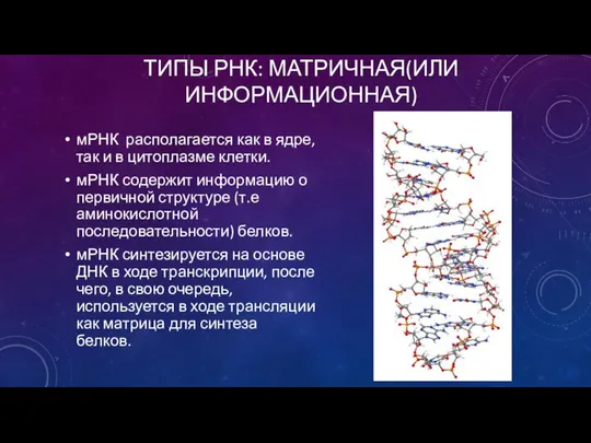 ТИПЫ РНК: МАТРИЧНАЯ(ИЛИ ИНФОРМАЦИОННАЯ) мРНК располагается как в ядре, так и в