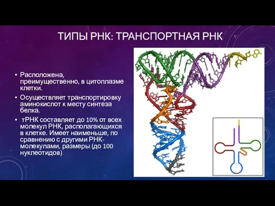 ТИПЫ РНК: ТРАНСПОРТНАЯ РНК Расположена, преимущественно, в цитоплазме клетки. Осуществляет транспортировку аминокислот