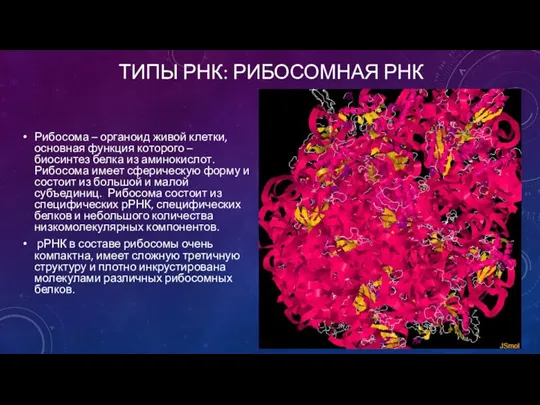ТИПЫ РНК: РИБОСОМНАЯ РНК Рибосома – органоид живой клетки, основная функция которого