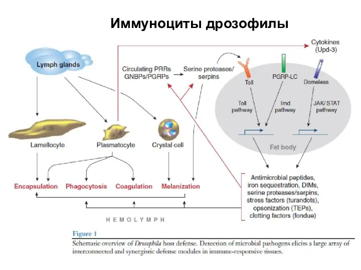 Иммуноциты дрозофилы