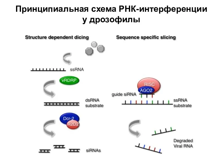 Принципиальная схема РНК-интерференции у дрозофилы