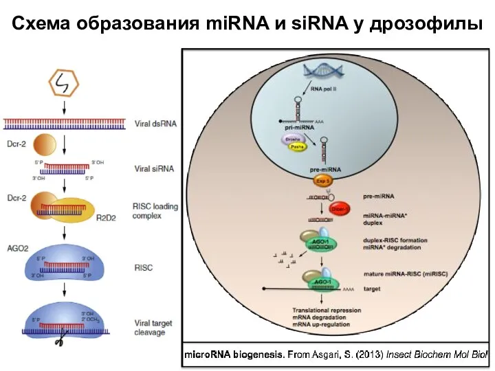 Схема образования miRNA и siRNA у дрозофилы