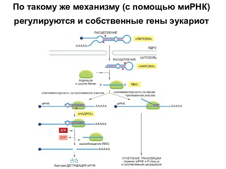 По такому же механизму (с помощью миРНК) регулируются и собственные гены эукариот