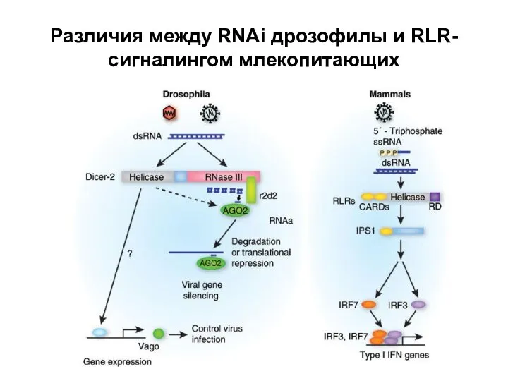 Различия между RNAi дрозофилы и RLR-сигналингом млекопитающих