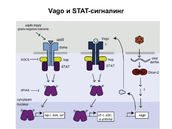 Vago и STAT-сигналинг