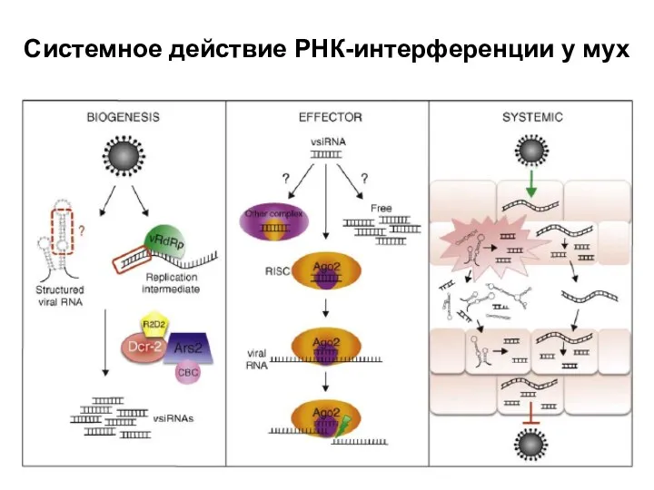 Системное действие РНК-интерференции у мух