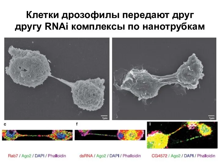 Клетки дрозофилы передают друг другу RNAi комплексы по нанотрубкам