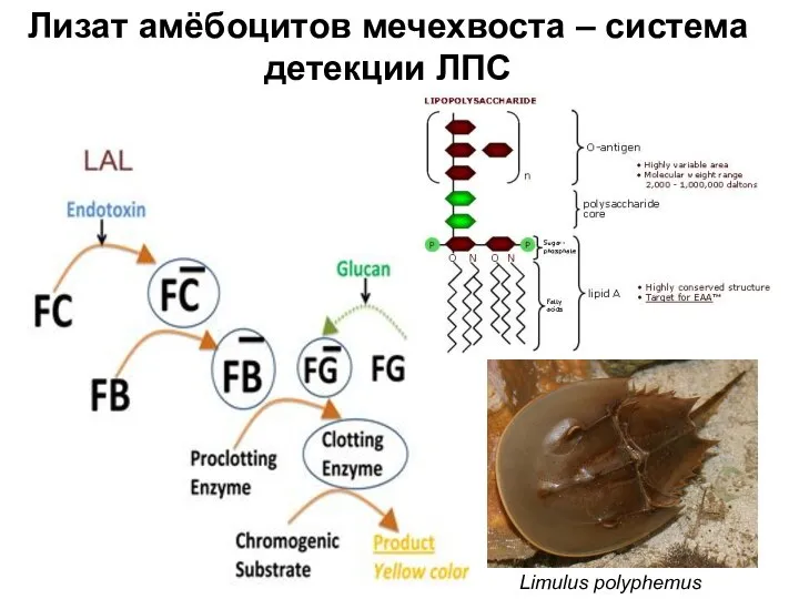 Лизат амёбоцитов мечехвоста – система детекции ЛПС Limulus polyphemus