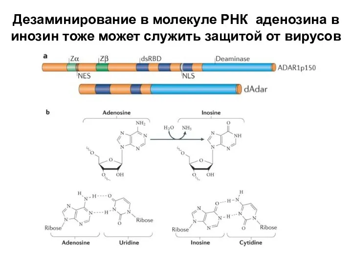 Дезаминирование в молекуле РНК аденозина в инозин тоже может служить защитой от вирусов