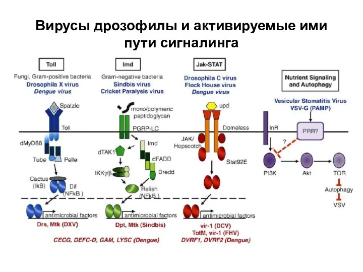 Вирусы дрозофилы и активируемые ими пути сигналинга