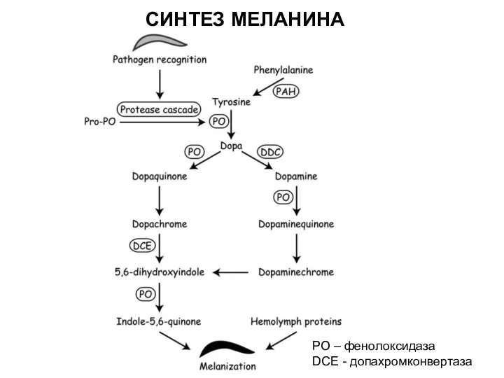РО – фенолоксидаза DCE - допахромконвертаза СИНТЕЗ МЕЛАНИНА