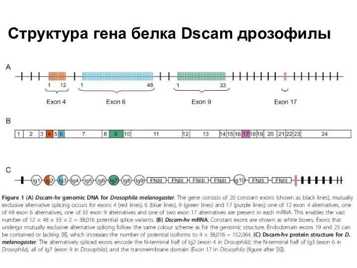 Структура гена белка Dscam дрозофилы